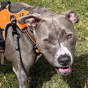 Meet your Posher, Dylan